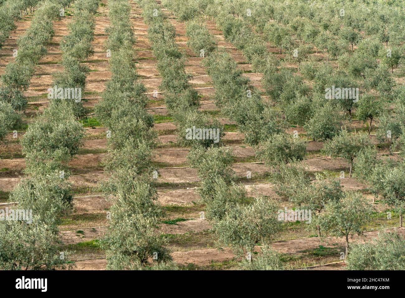 Reihen von ausgerichteten Olivenbäumen Stockfoto
