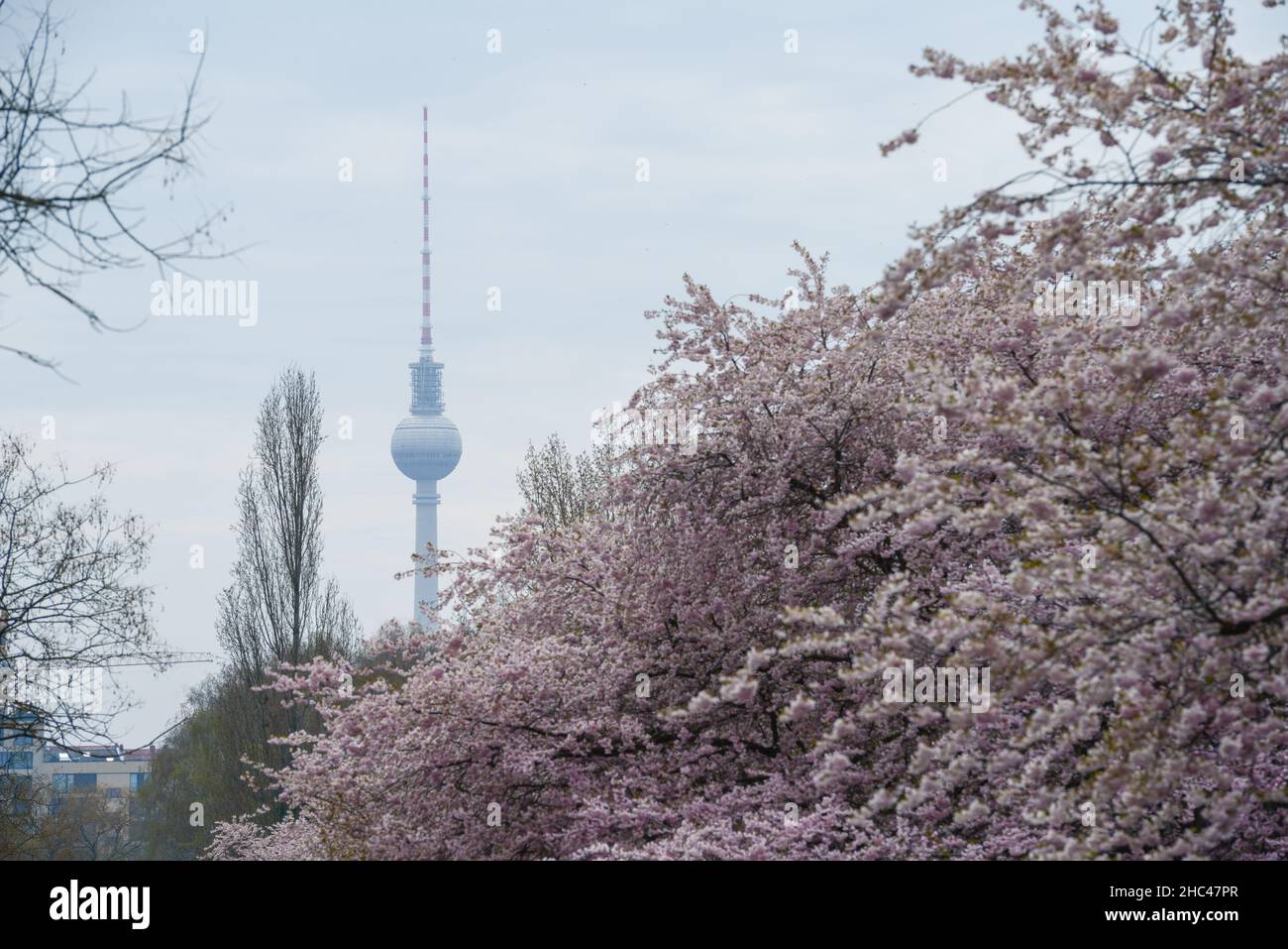 Berliner Fernsehturm mit blühender Sakura im Vordergrund Stockfoto