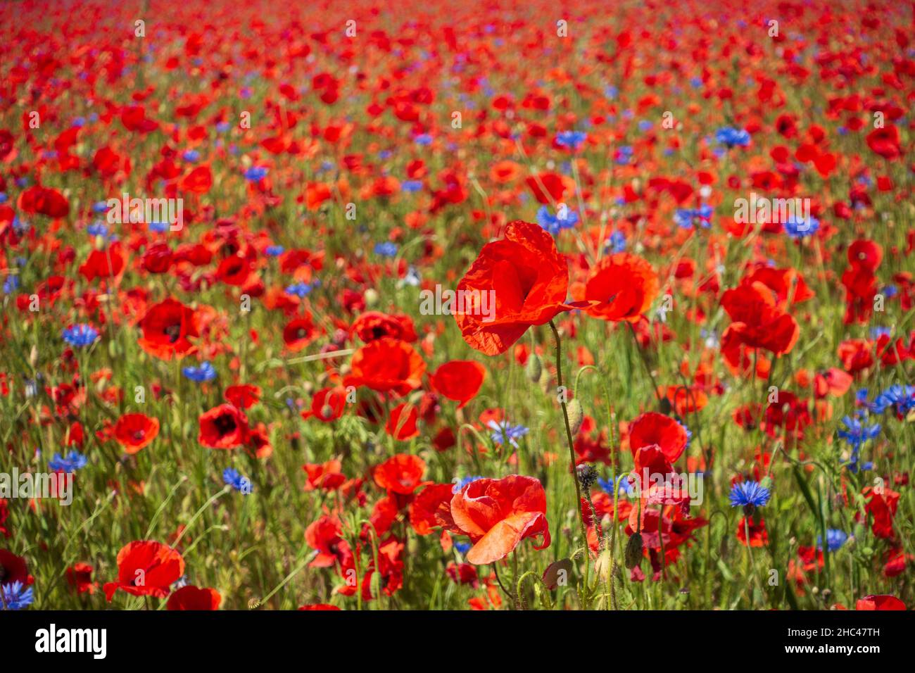 Nahaufnahme der leuchtend roten Mohnblumen auf dem Feld. Stockfoto