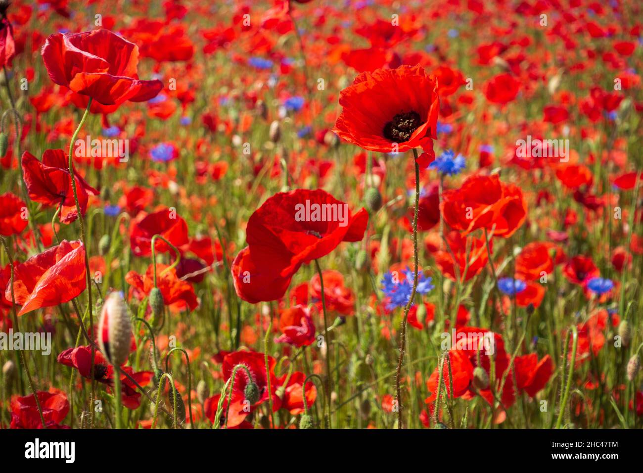 Nahaufnahme der leuchtend roten Mohnblumen auf dem Feld. Stockfoto