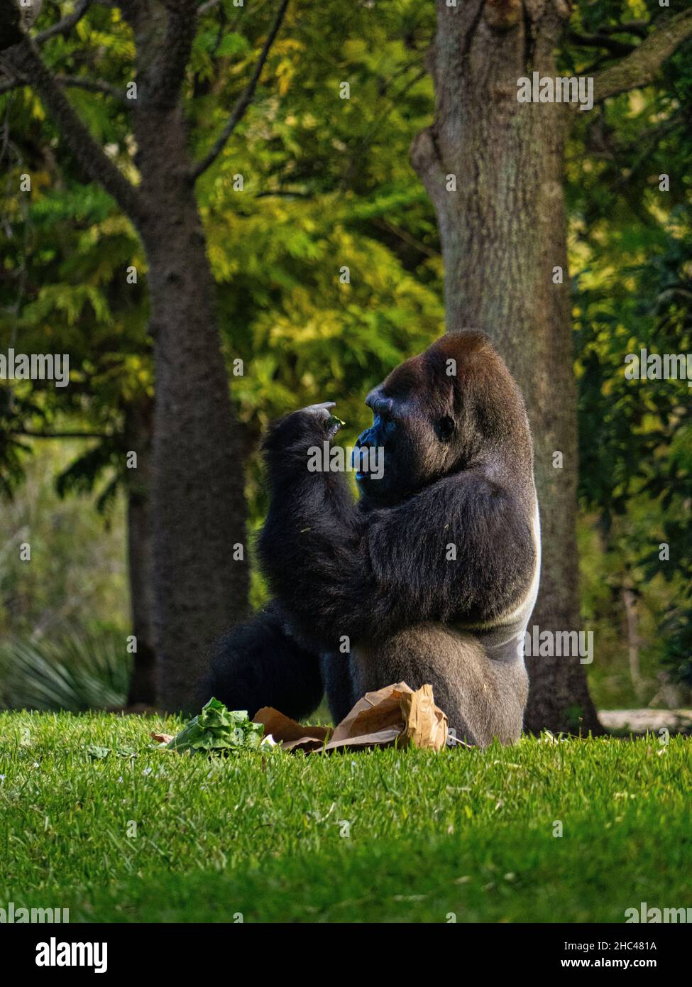 Vertikale Aufnahme eines Gorillas, der in einem Park sitzt Stockfoto