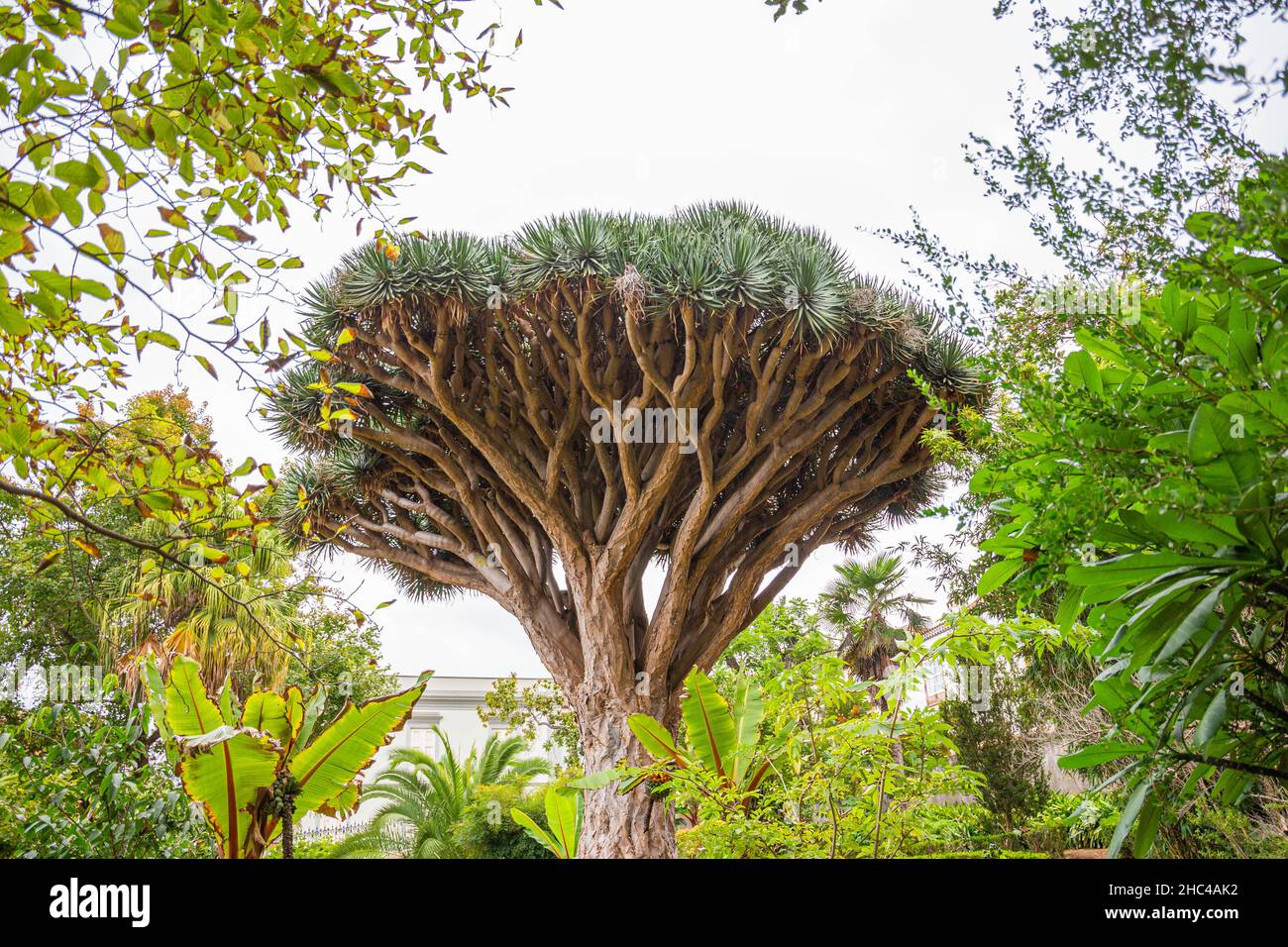 Drachenbaum im Garten von La Orotava, Teneriffa Stockfotografie - Alamy