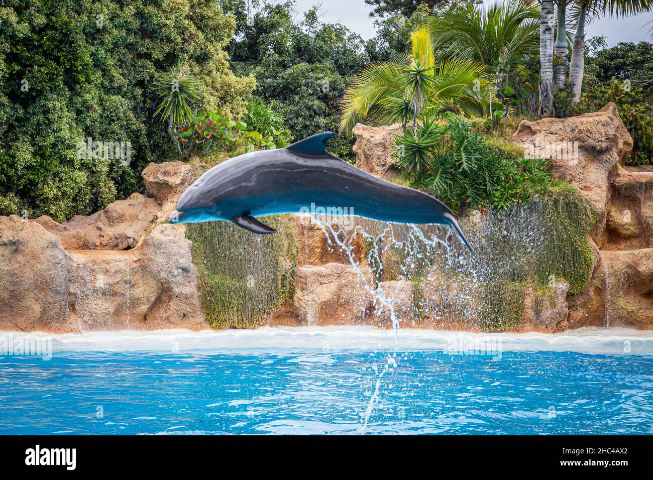 Der Delphin springt während einer Show im Loro Parque, Teneriffa, aus dem Wasser Stockfoto
