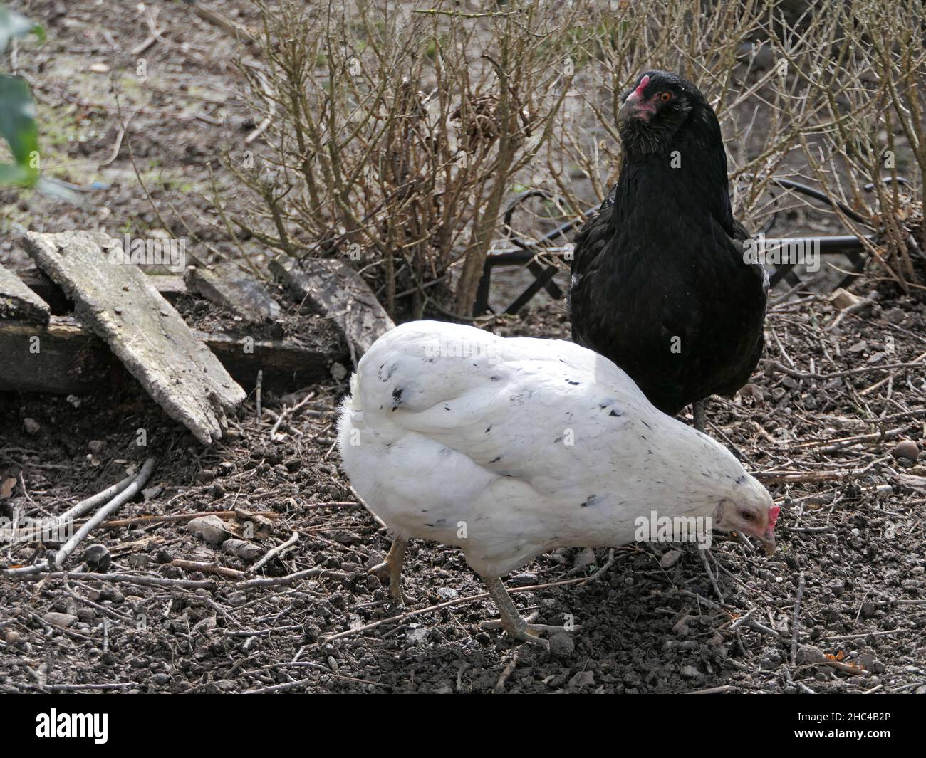 Zwei grüne Hühner, Araucana-Hühner im Freibereich Stockfoto