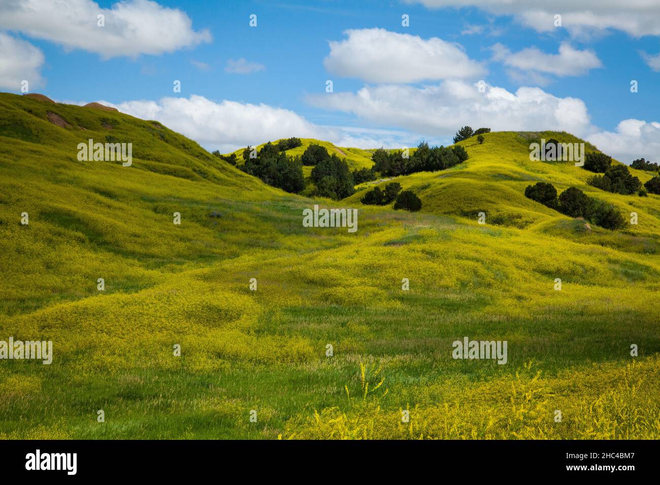 Schöne Aussicht auf grüne Hügel mit frischem Gras bedeckt Stockfoto