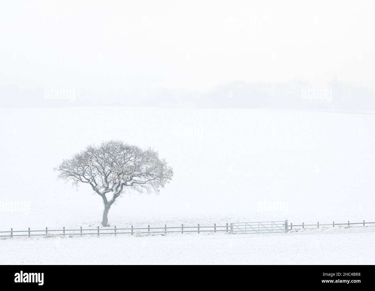 Ein eineinziger Baum sticht nach unerwartetem Schneefall während des Sturms Arwen, November 2021, gegen die weiße, schneebedeckte Landschaft von Rawdon Billing. Stockfoto