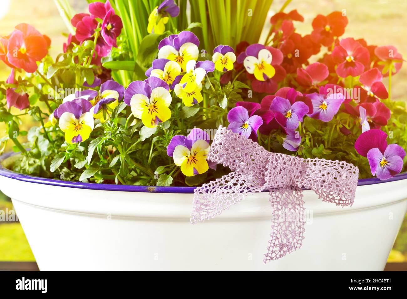 Nahaufnahme einer Frühlingsdekoration mit verschiedenen bunten Stiefmütterchen-Blüten in voller Blüte und einer rosa Schleife in einem emaillierten Topf. Stockfoto