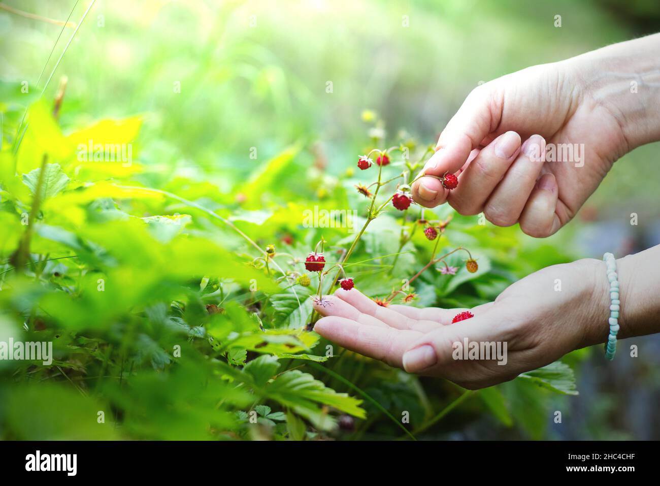 Frau sammelt in ihrem Garten wilde Erdbeeren. Konzentrieren Sie sich auf eine Hand, die die Erdbeeren pflückt. Unscharfer Hintergrund. Stockfoto