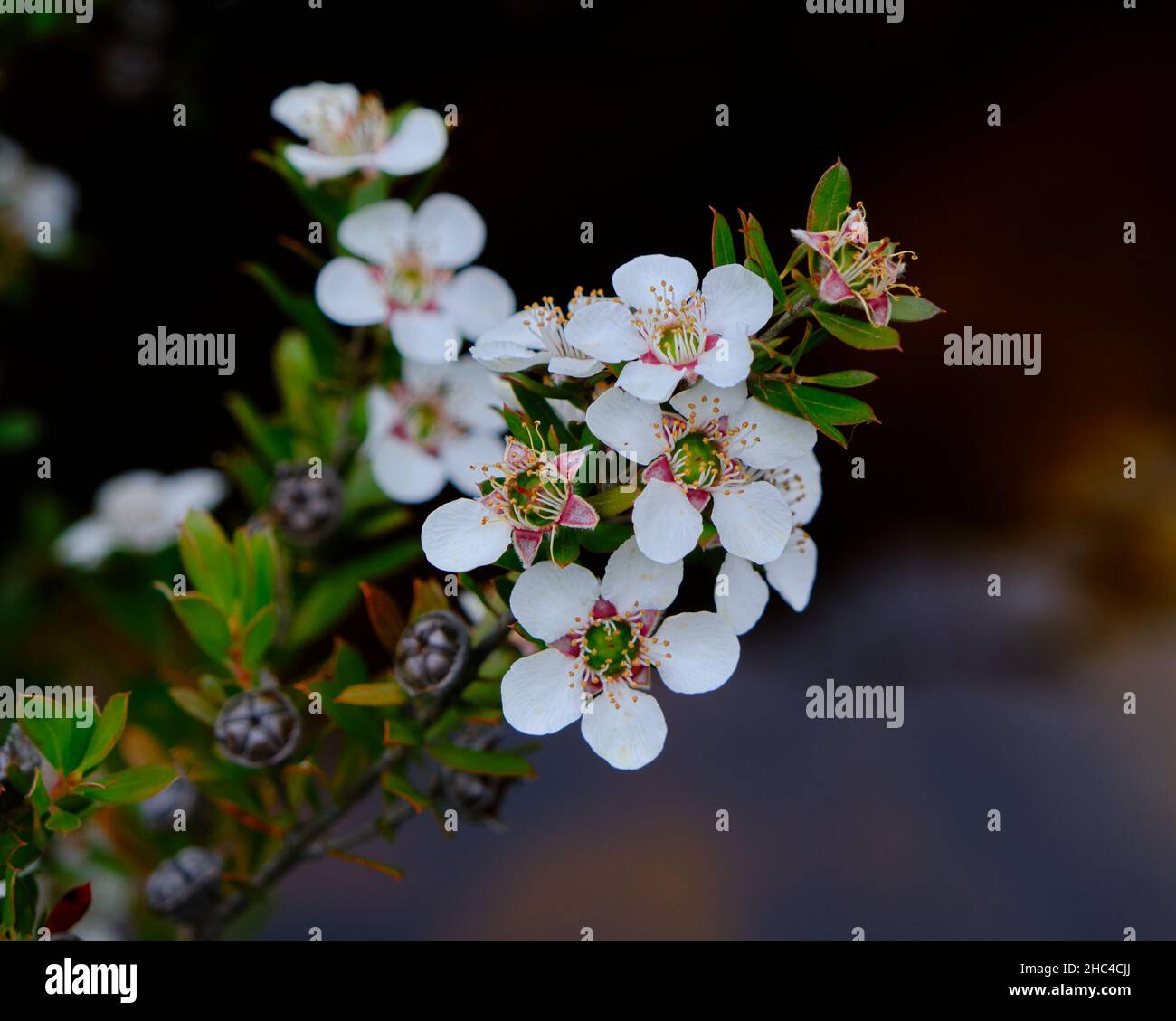 Glänzende Teebaum-Blumen Stockfoto