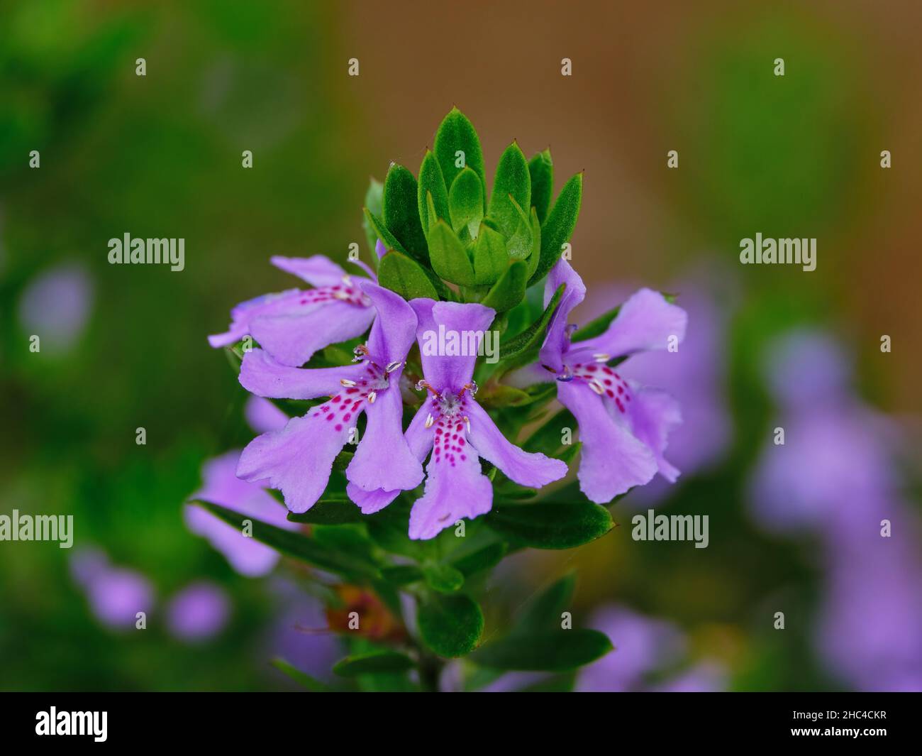 Westringia Blaues Juwel Stockfoto