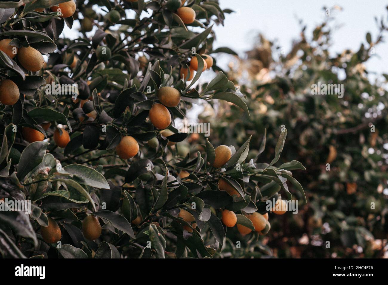 Orangenbaum, reife Orangen auf einem Ast Stockfoto
