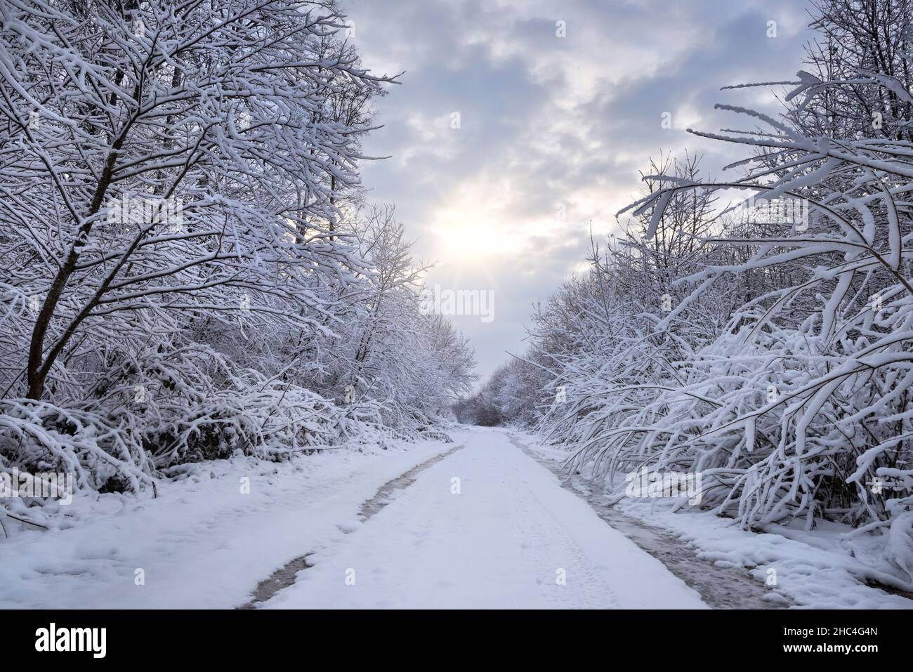 Schmale verschneite Waldstraße an einem Wintertag. Winterlandschaft. Stockfoto