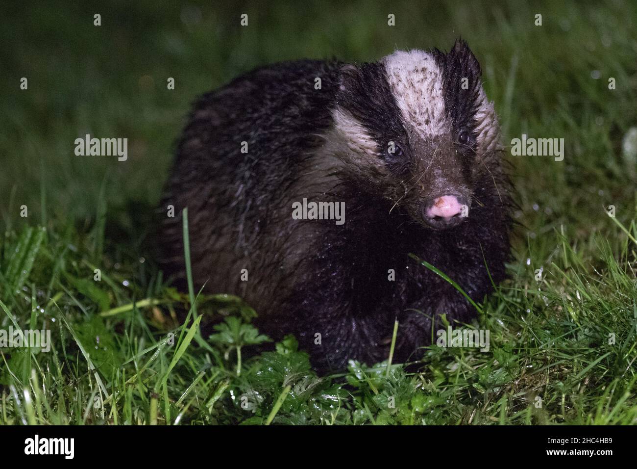 Europäischer Dachsspaziergängen, RSPB Haweswater, Cumbria, England, Großbritannien Stockfoto