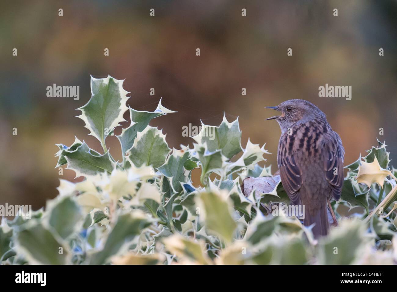 Dunnock saß und sang auf einem Stechbusch, York, England, Großbritannien Stockfoto