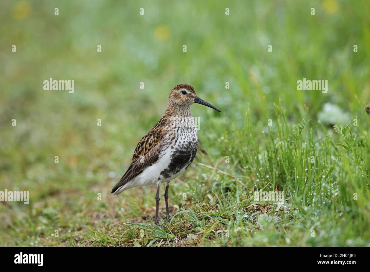 Dunlin im Grasland, wo sie brüten, (der Maschir), wo alle Watvögel nach Raubtieren suchen, die sie zum Schutz ihrer Küken behüten. Stockfoto