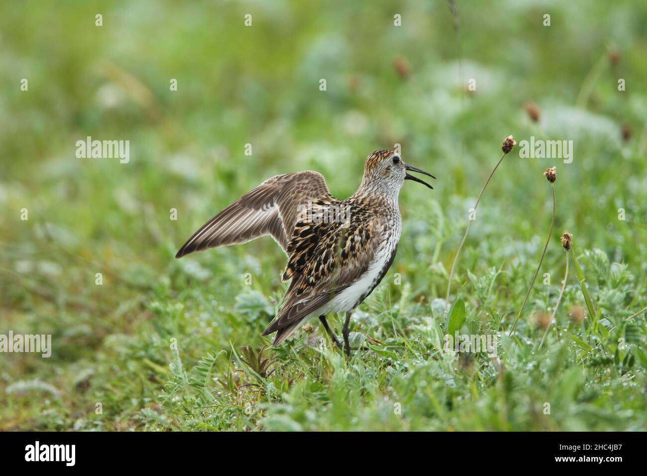 Dunlin im Grasland, wo sie brüten, (der Maschir), wo alle Watvögel nach Raubtieren suchen, die sie zum Schutz ihrer Küken behüten. Stockfoto