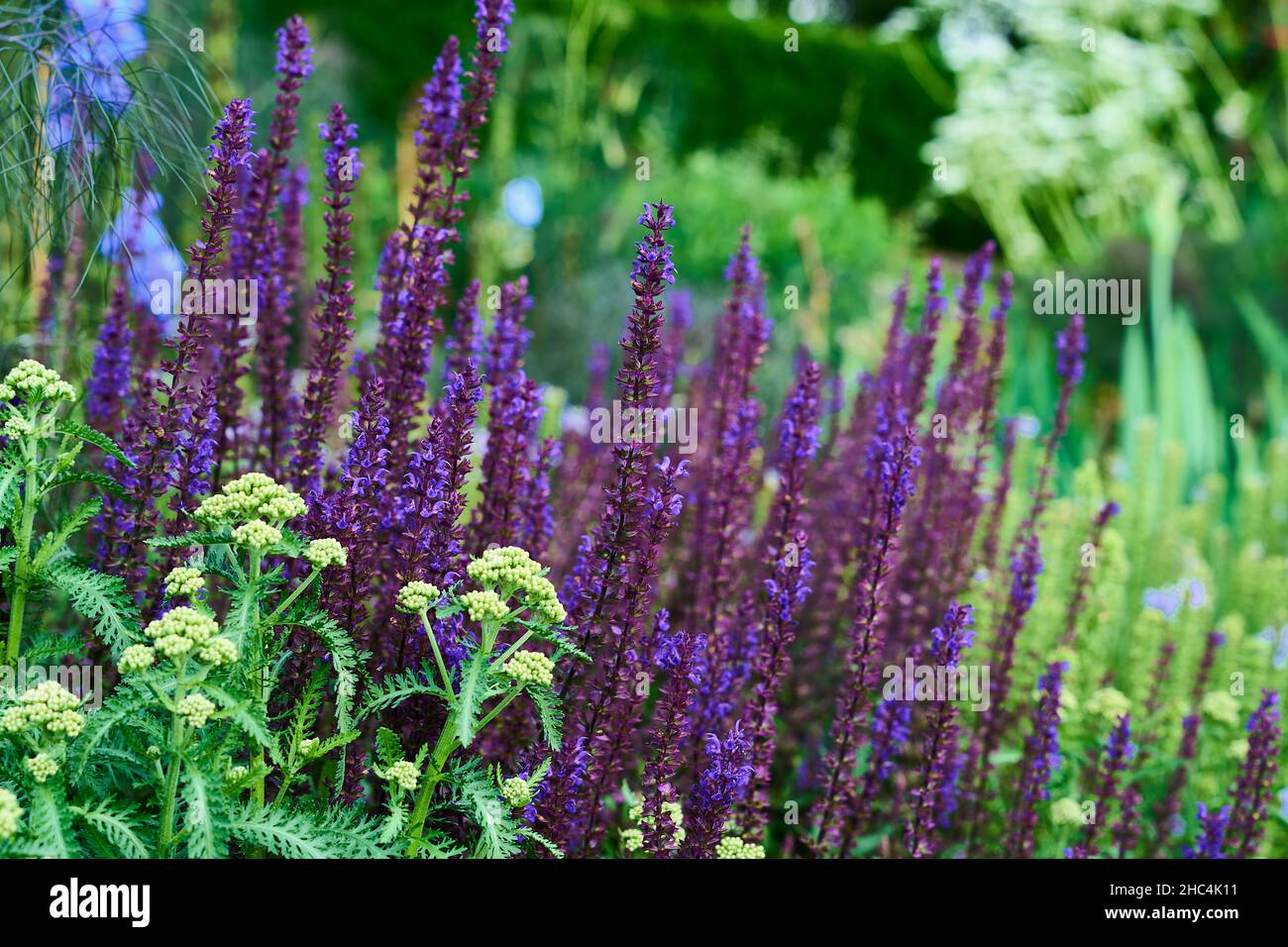 Schöne Aufnahme von Lavendel auf dem Feld Stockfoto
