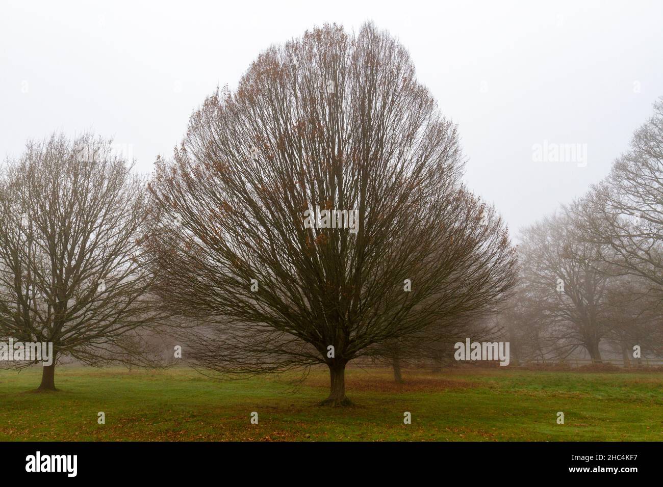 Perfekt geformter Baum im Nebel im Great Windsor Park an einem nebligen Wintertag. Stockfoto