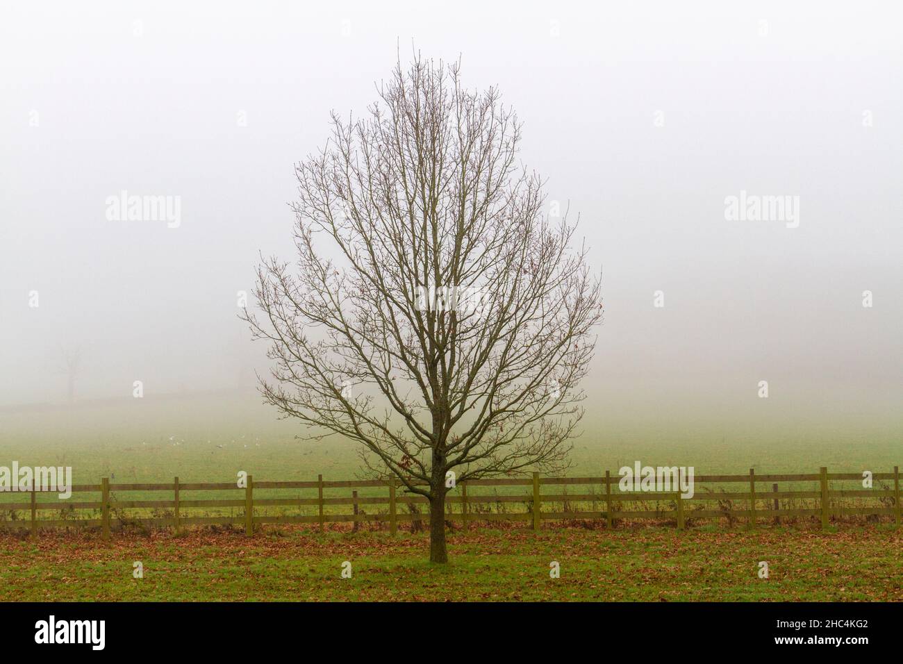 Einzelner Baum vor dichtem Nebel im Great Windsor Park an einem nebligen Wintertag. Stockfoto