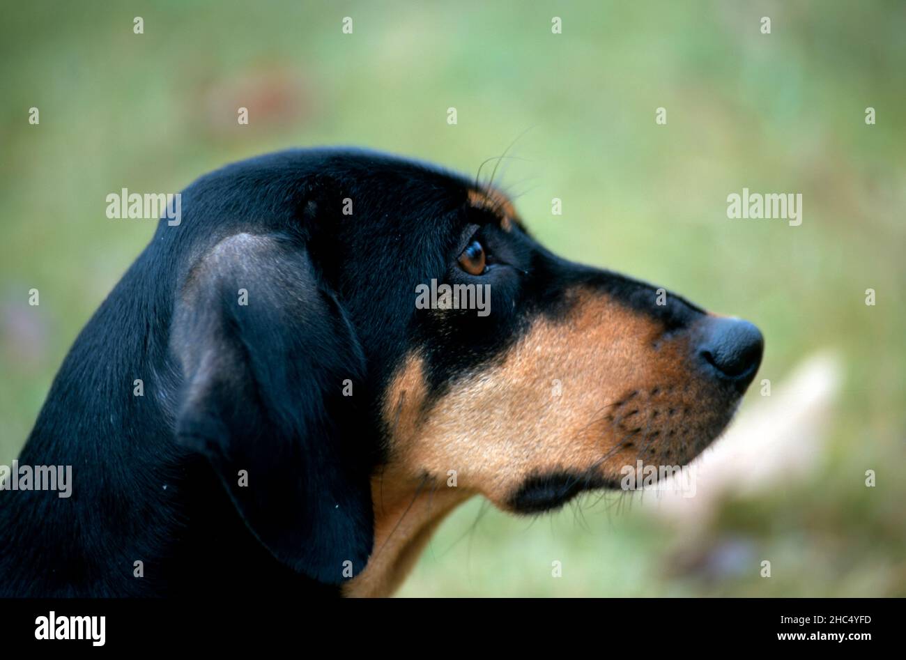 Schwarz-braunes Coonhound-Profilportrait, aus den USA. Stockfoto