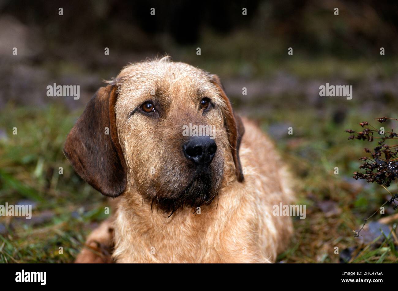 Syrisches rauhhaarige Berghundportrait in Deutschland. Stockfoto