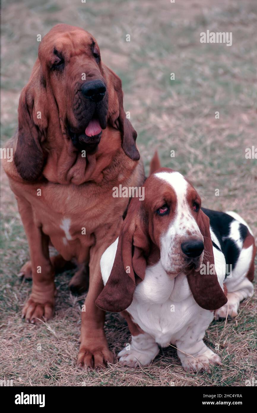 St. Hubert und (links) und Basset und (rechts). Stockfoto