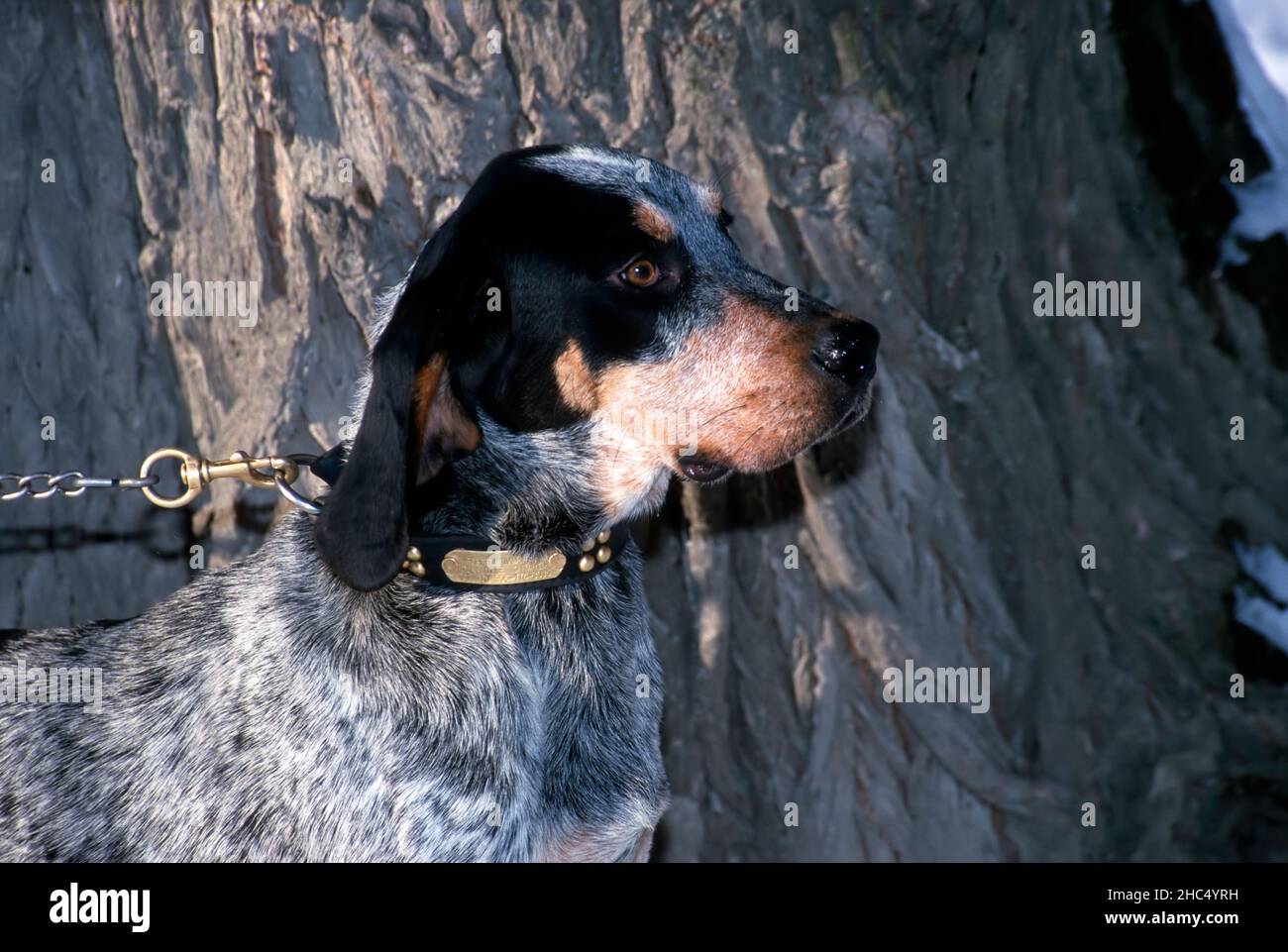 Blaues Zeckencoonhound-Porträt von einem kanadischen Baum. Stockfoto