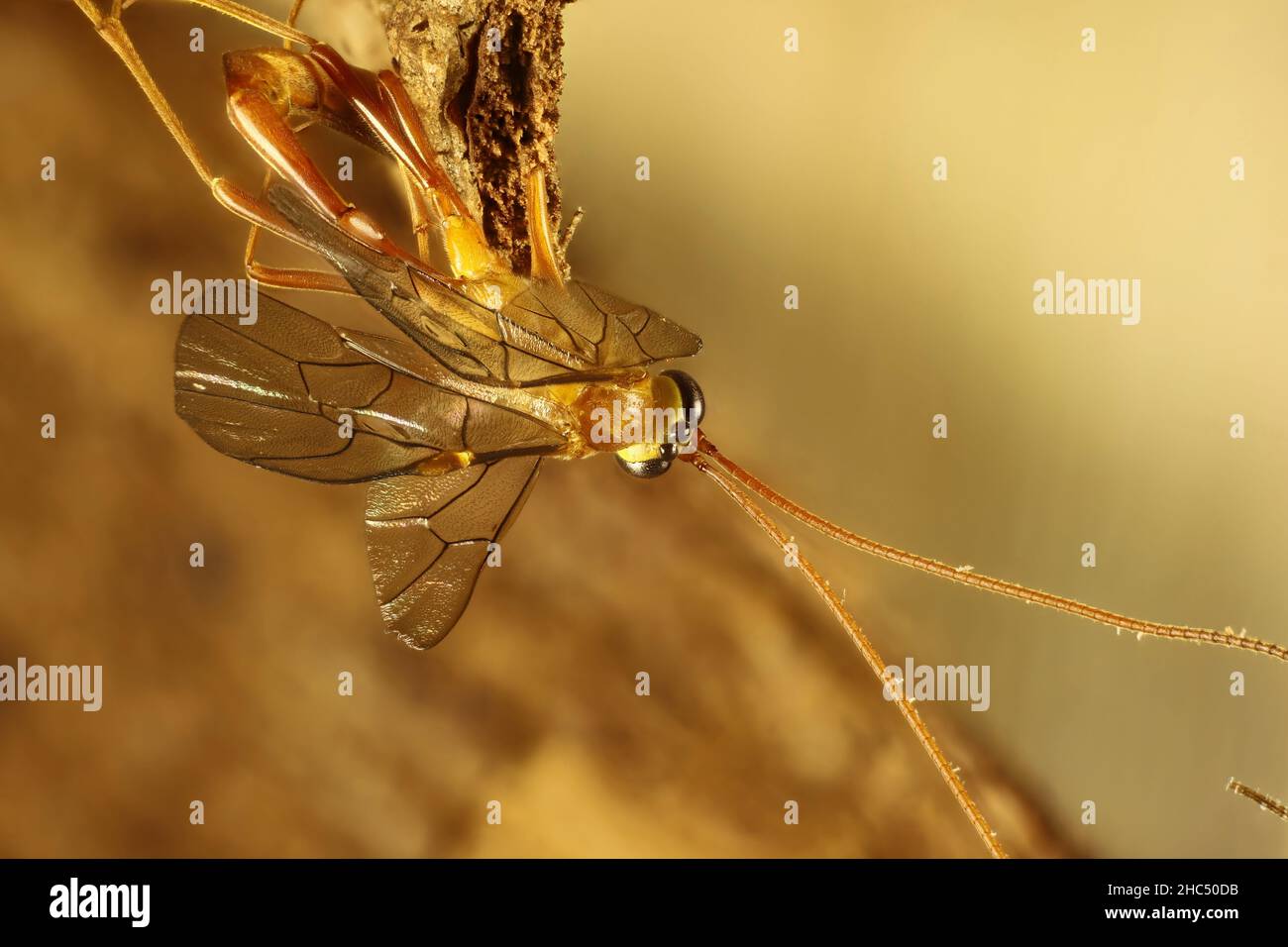 Super Makro-dorsale Ansicht der kurzschwanzigen Ichneumoniden Wasp (Enicospilus), South Australia Stockfoto