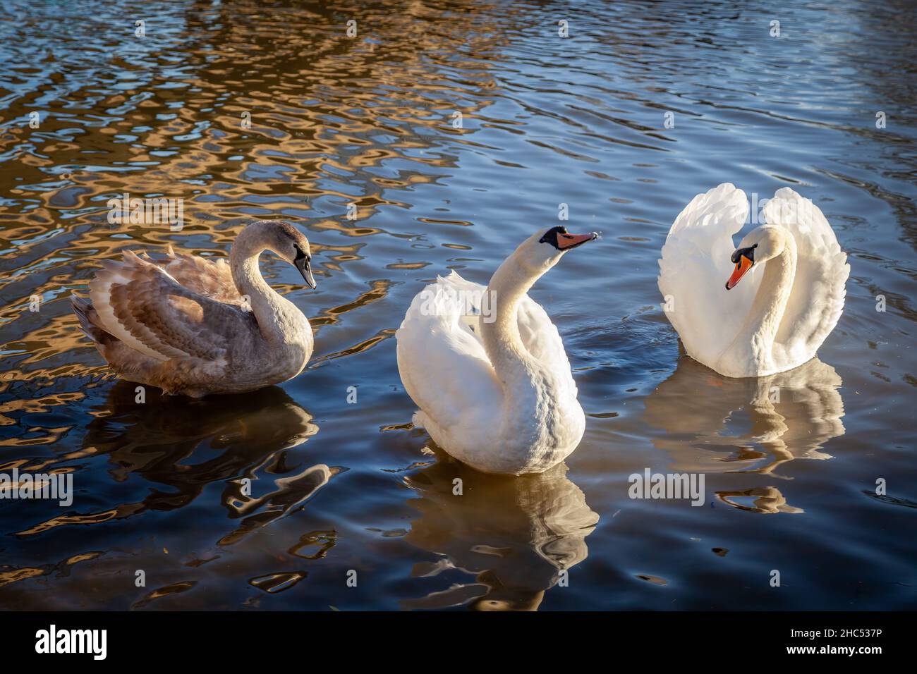 Erwachsene stummen Schwäne mit Cygnet auf dem Fluss Great Ouse in Ely Stockfoto