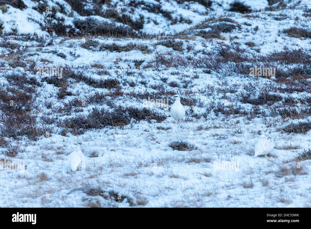 Malerische Aussicht auf Vögel in einem ländlichen Gebiet mit Schnee bedeckt Stockfoto