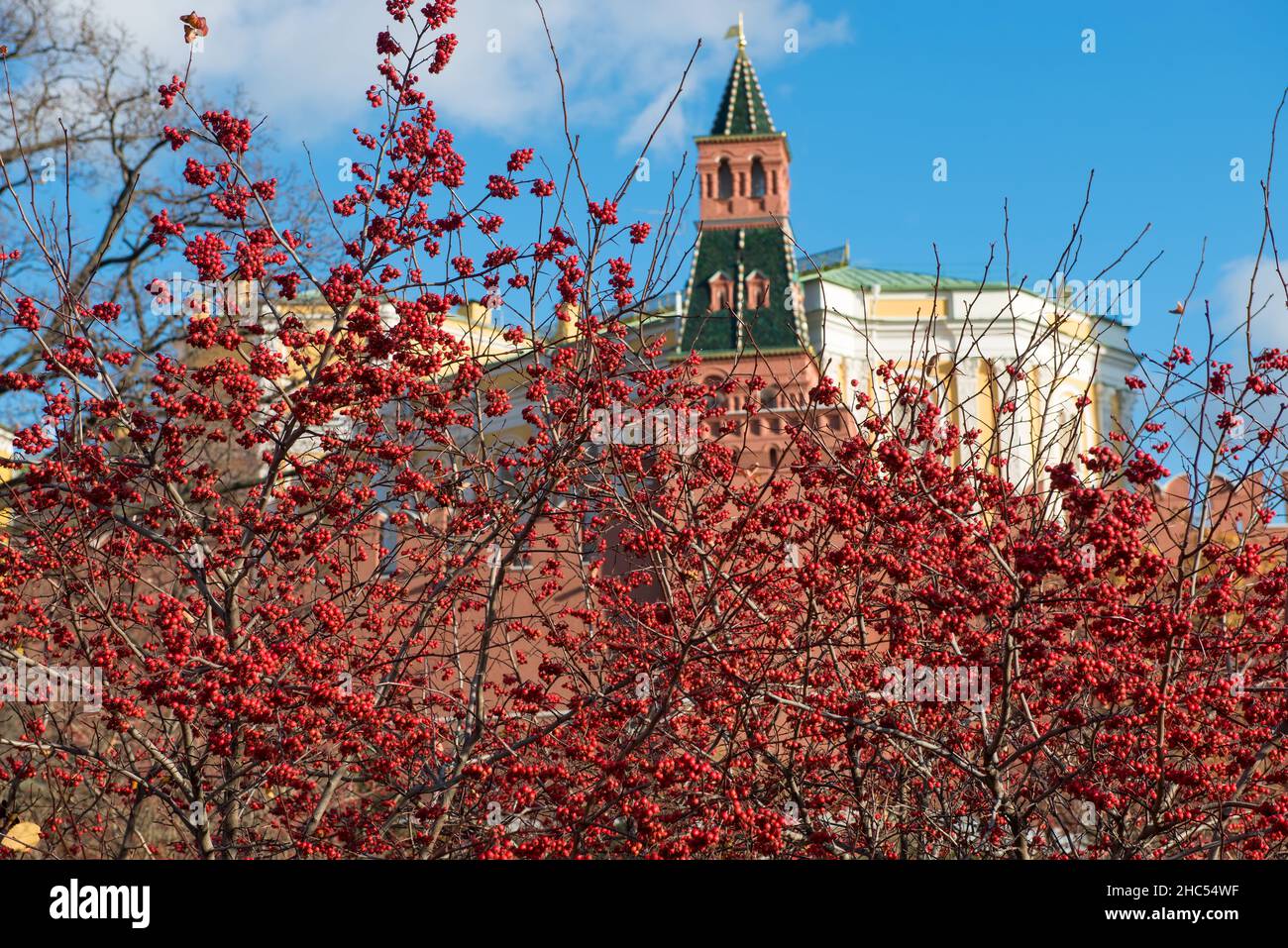 Weißdornbeeren im Alexander-Garten in der Nähe der Mauern des Moskauer Kremls an einem Herbsttag Stockfoto