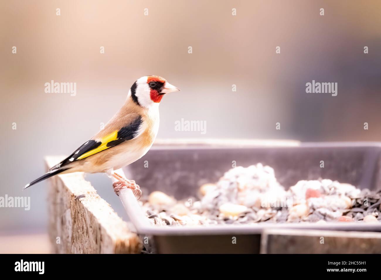 Europäischer Goldfink, Carduelis carduelis, ein Vogel, der an einem Futterhäuschen voller Nahrung sitzt Stockfoto
