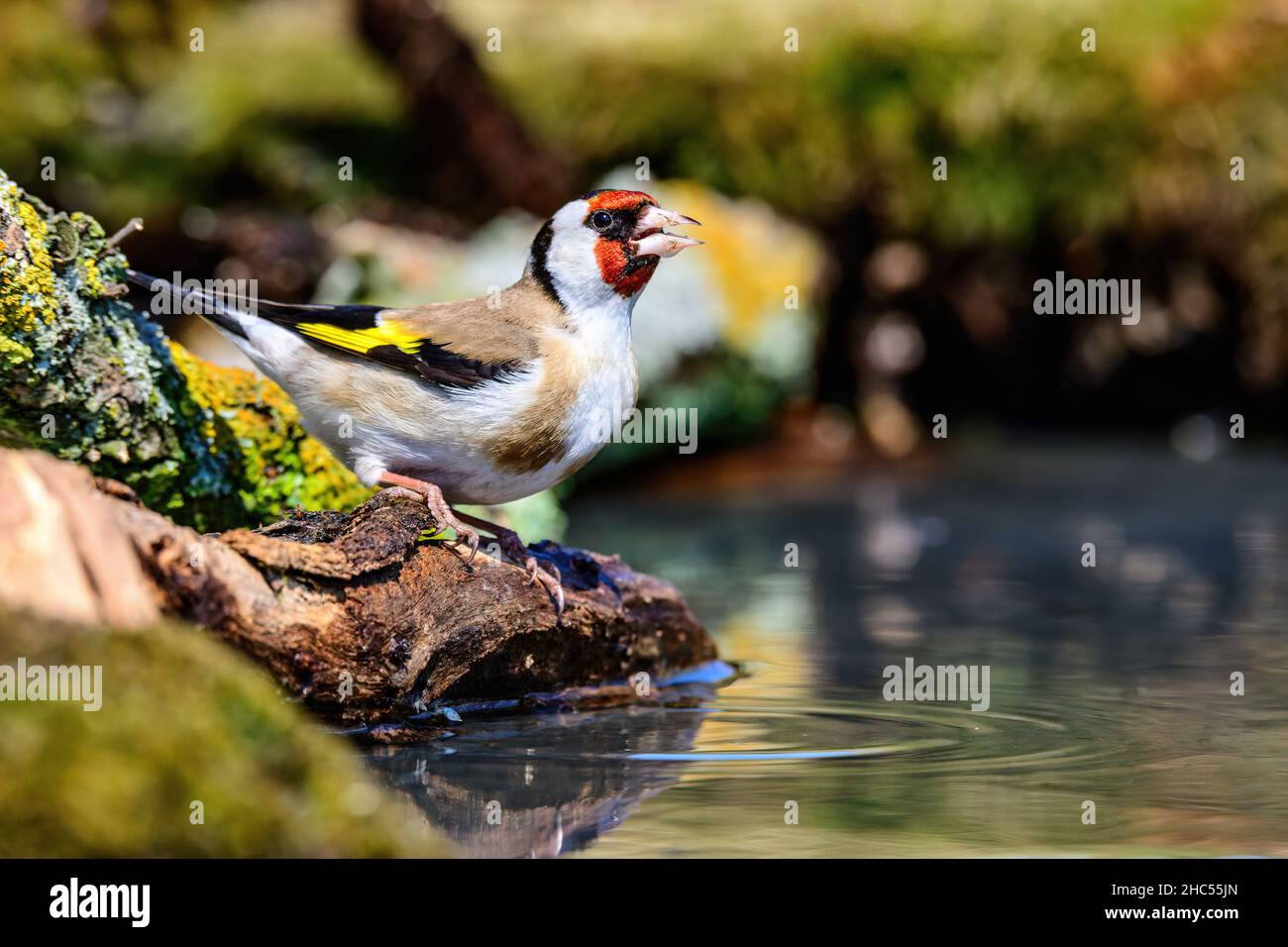 Porträt eines europäischen Goldfinkens, der am Rand des Teiches mit gekräuseltem Wasser steht Stockfoto