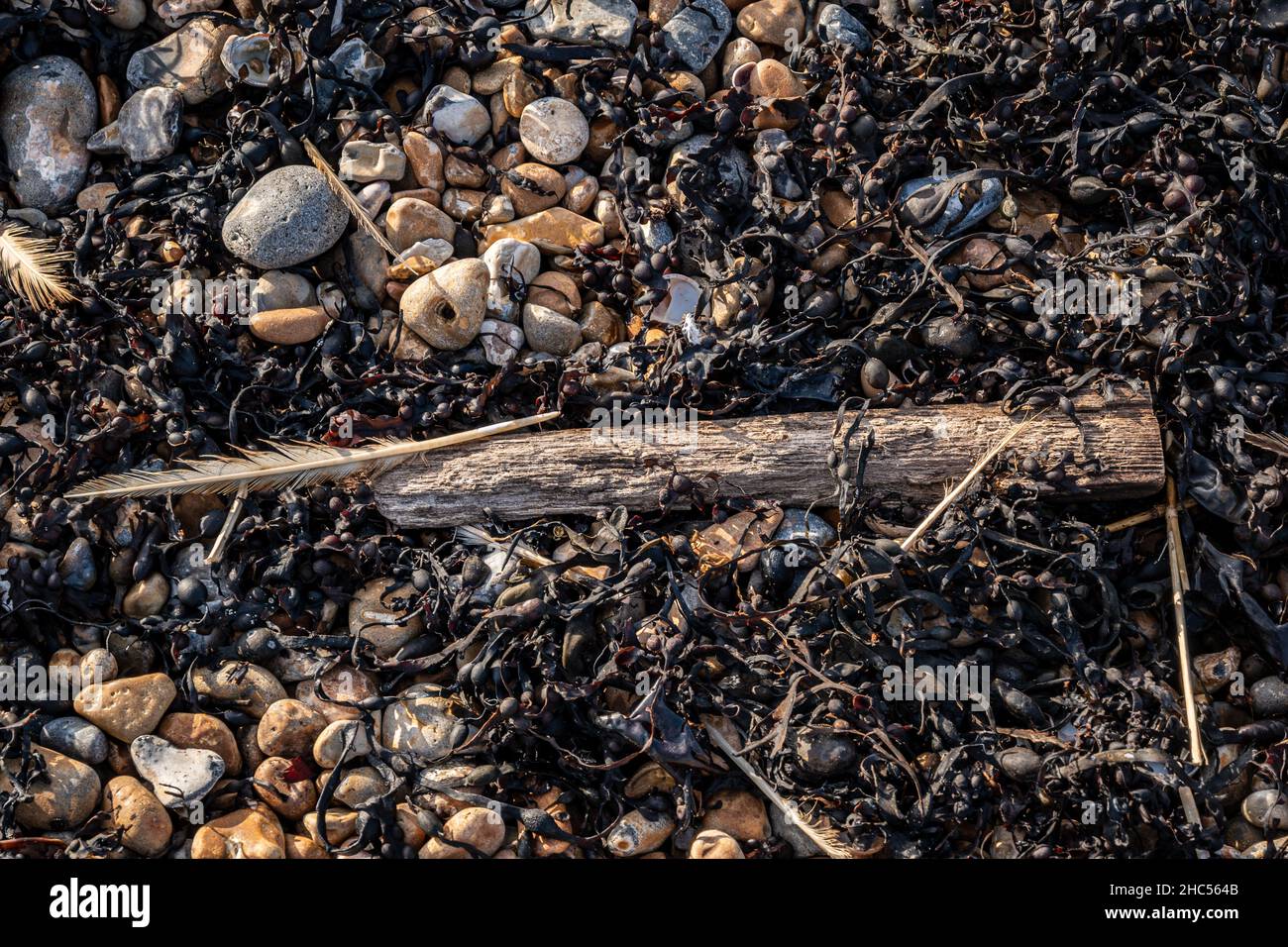 Federn, Algen und ein Stück Holz an einem Kieselstrand Stockfoto