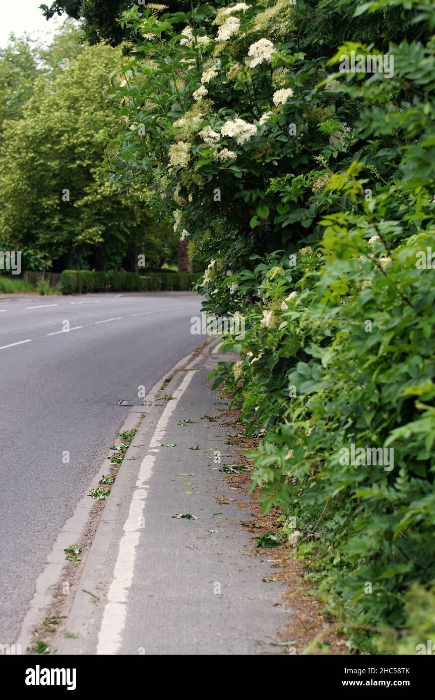 Hecken überwuchsen und blockierten den Straßenbelag mit einer unscharf ablaufenden Autobahn im Hintergrund. Stockfoto