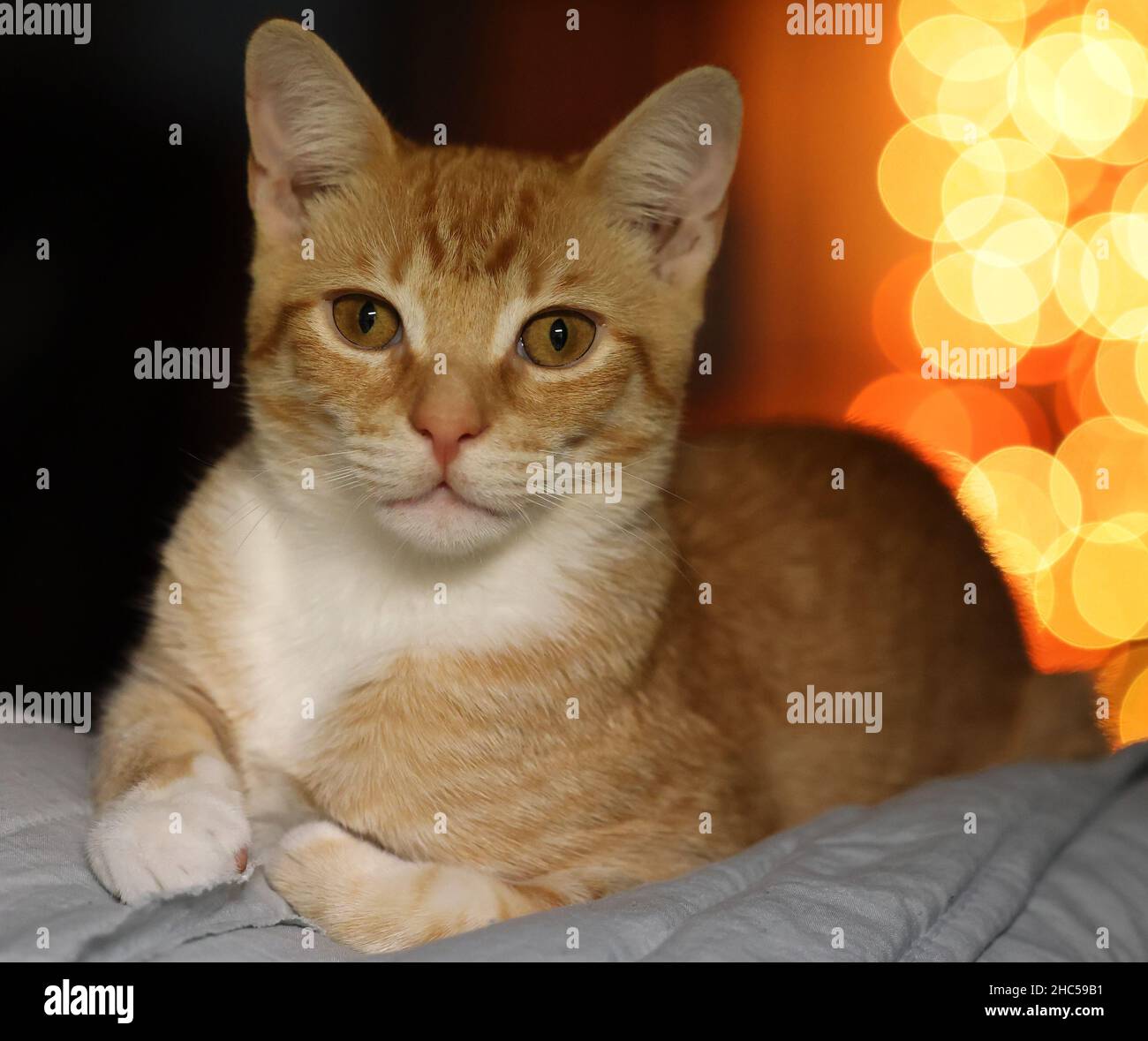 Nahaufnahme einer orangefarbenen Katze mit braunen Augen Stockfoto
