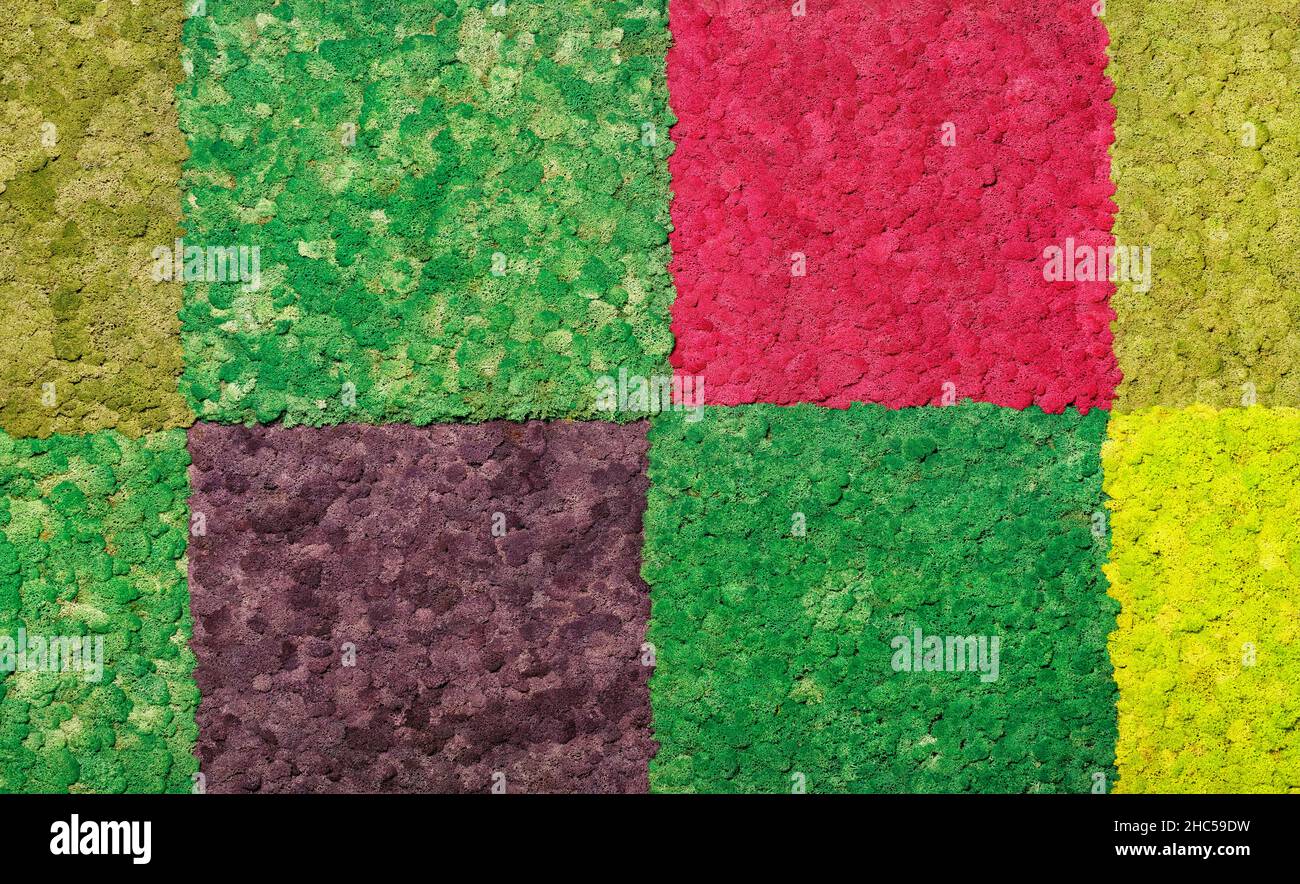 Quadrate aus mehrfarbigem stabilisiertem skandinavischem Trockenmoos mit verschiedenen Schattierungen von grünen und roten Wandpaneelen. Stockfoto