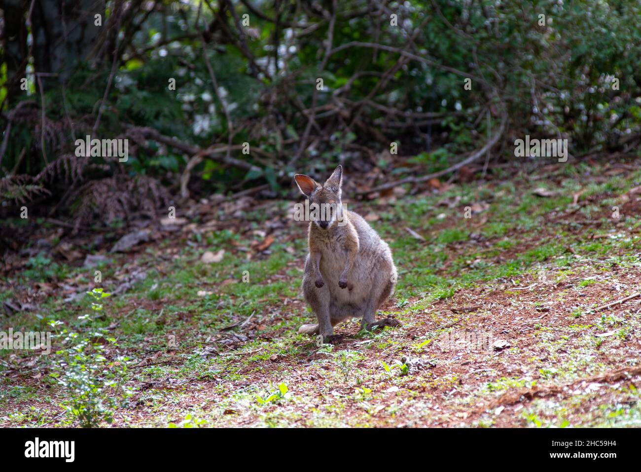 Blick auf ein süßes Wallaby-Känguru in einem Garten Stockfoto