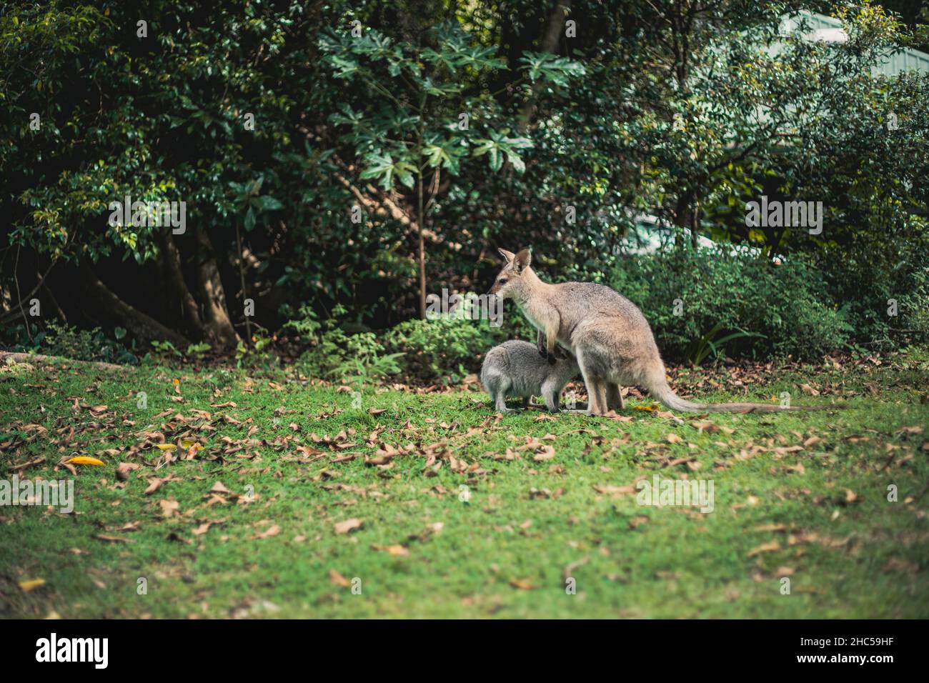 Blick auf ein Känguru mit seinem Baby im Zoo Stockfoto