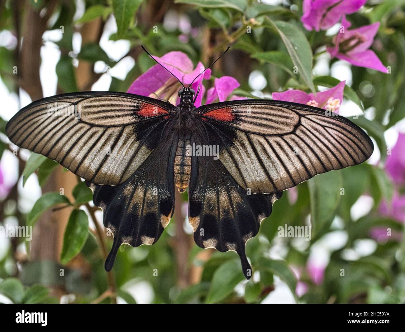 Nahaufnahme des Papilio Memnon Schmetterlings auf einem grünen Blatt Stockfoto