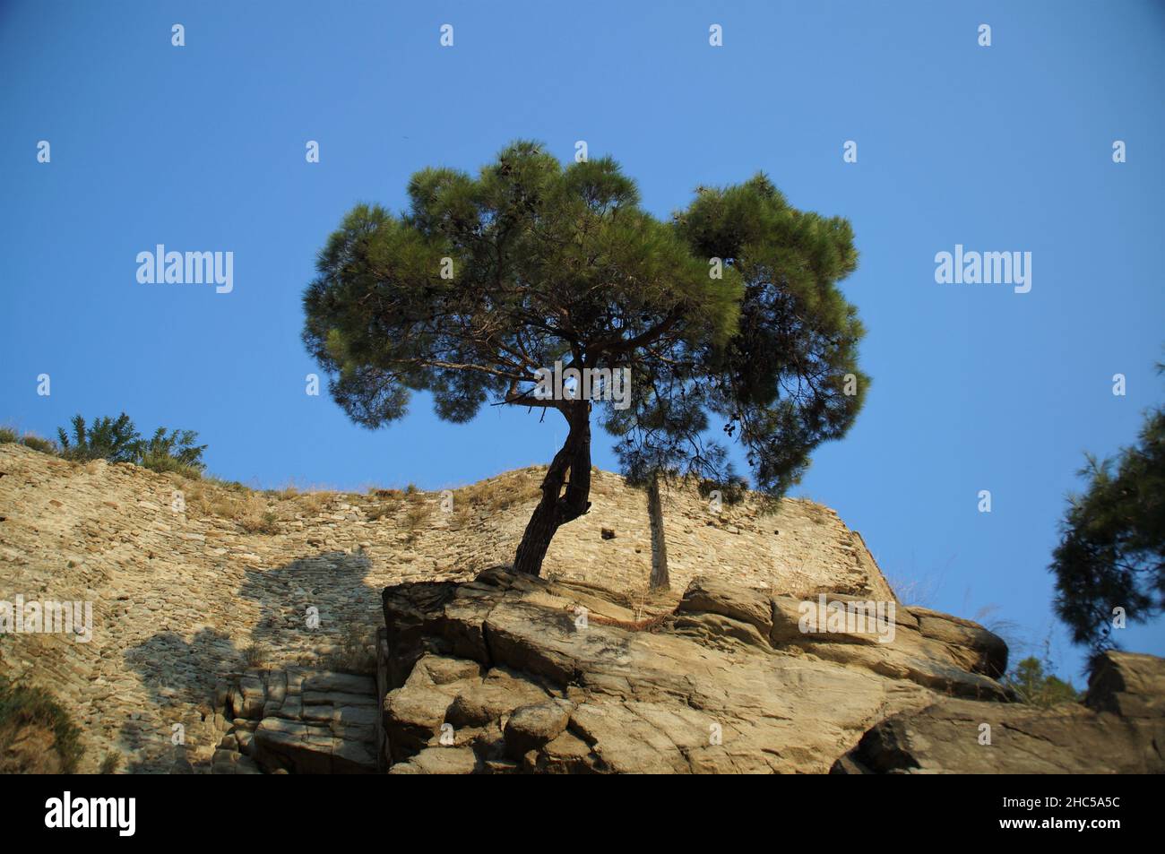 Blick auf eine Kiefer, die hoch auf dem felsigen Hügel wächst Stockfoto