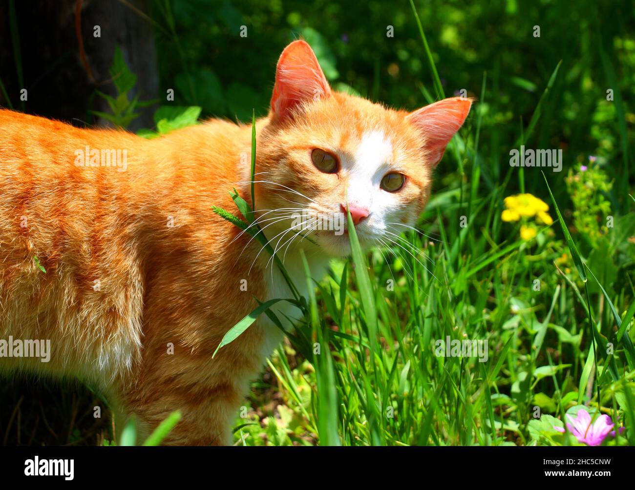 Porträt einer entzückenden orangen Katze, die auf dem grünen Gras steht Stockfoto