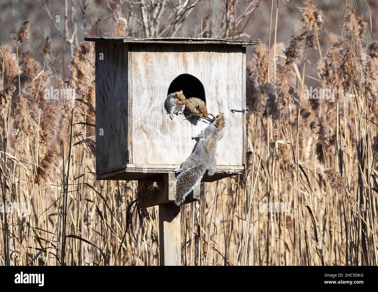 Eine Familie grauer Eichhörnchen hat eine Scheuneneule-Nistbox übernommen Stockfoto