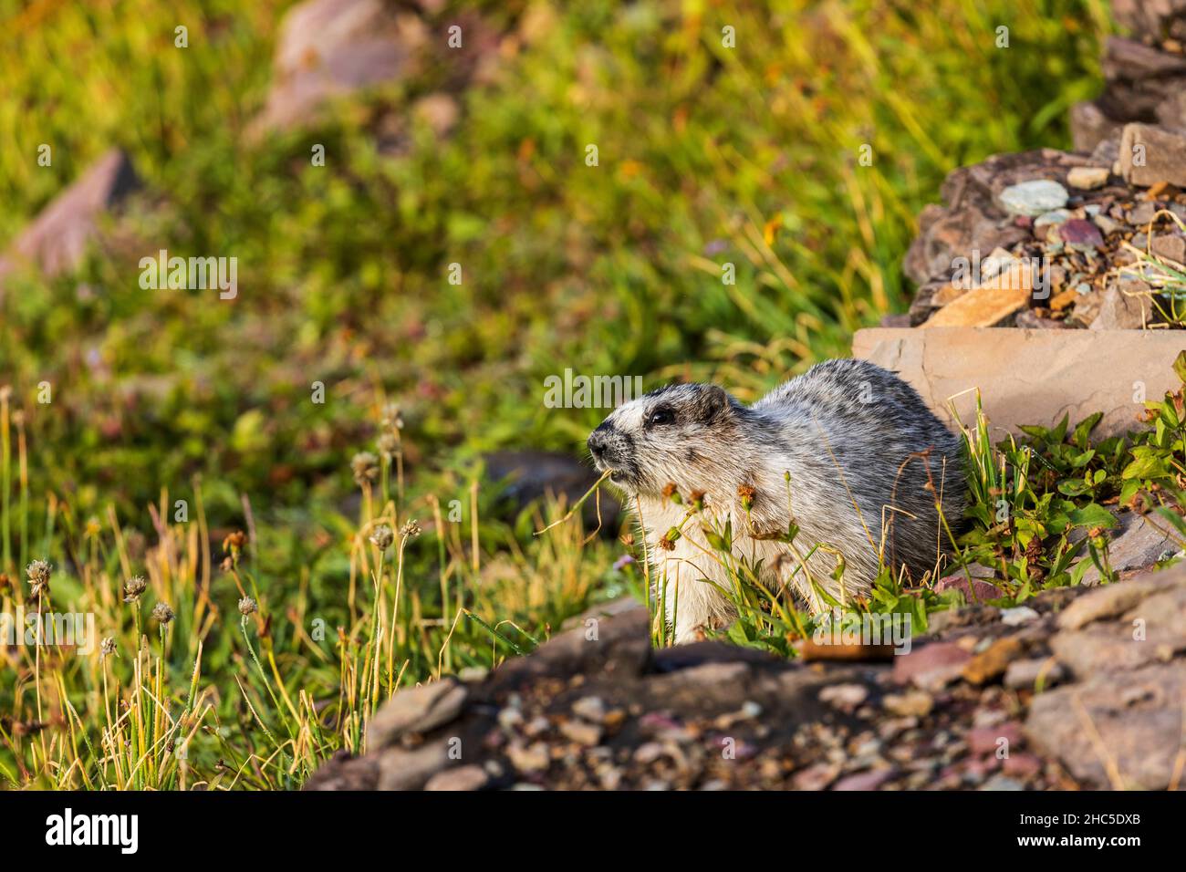 Hoary Marmot (Marmota caligata), der Vegetation im Glacier National Park, Montana, frisst Stockfoto