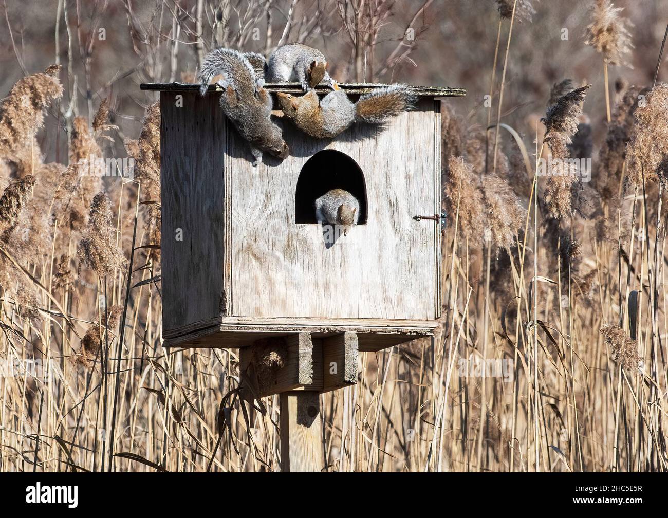 Eine Familie grauer Eichhörnchen hat eine Scheuneneule-Nistbox übernommen Stockfoto
