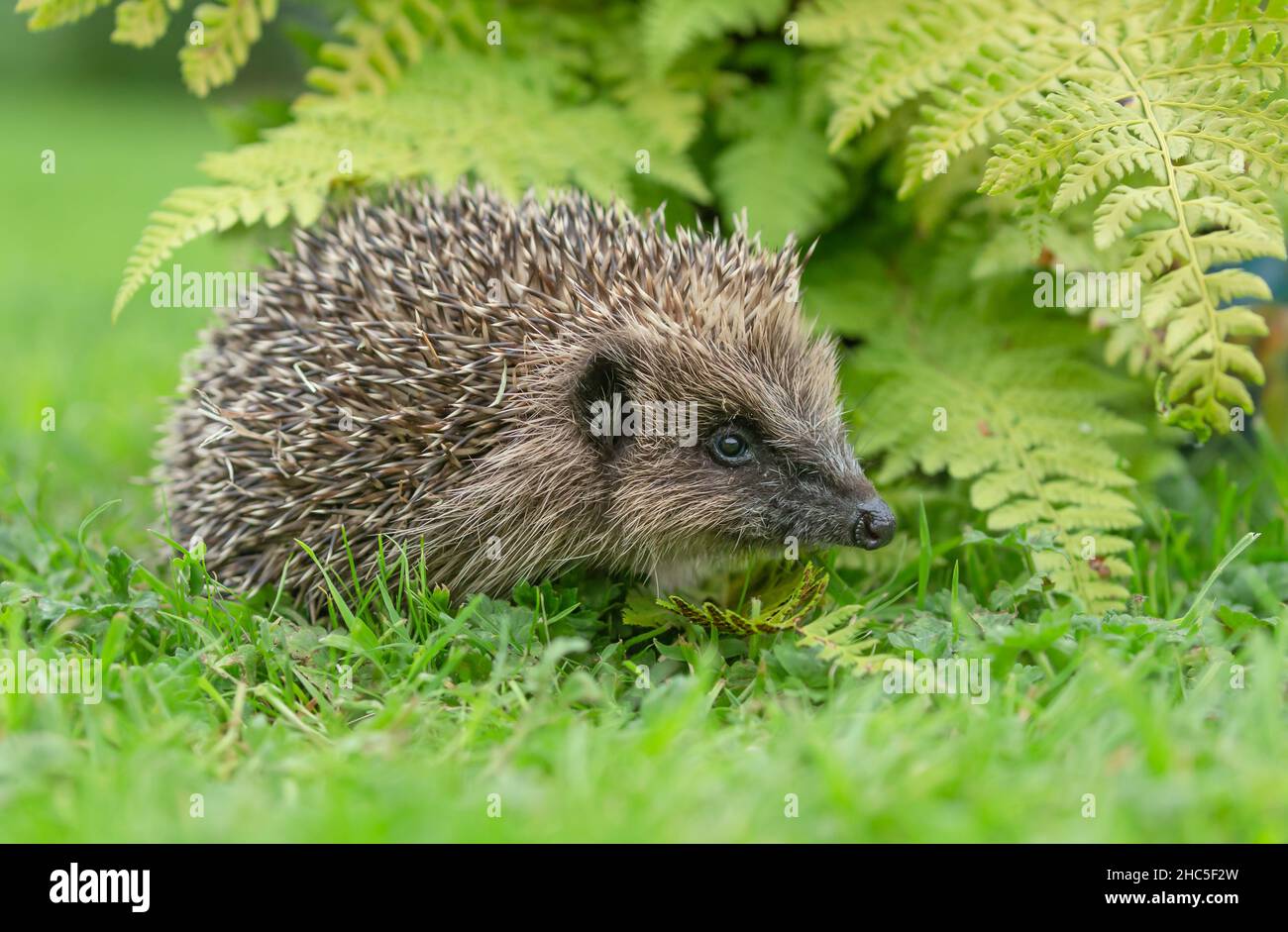 Igel, Wissenschaftlicher Name: Erinaceus Europaeus. Nahaufnahme eines wilden, einheimischen, europäischen Igels, der direkt in einem natürlichen Gartenhabitat mit grünem Farn liegt Stockfoto