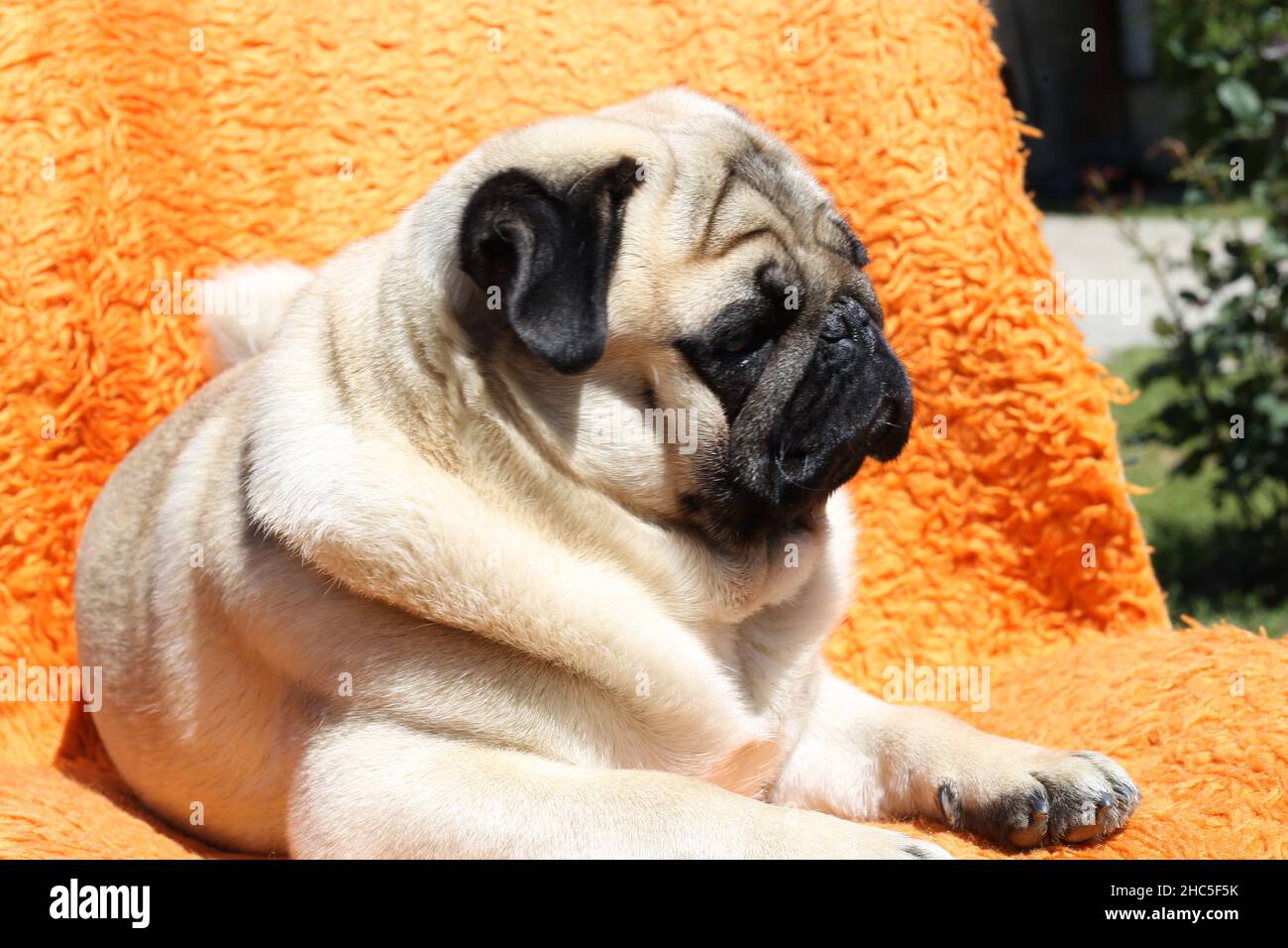 Nahaufnahme eines niedlichen Pugs, der auf einer orangefarbenen Decke liegt und sich entspannt Stockfoto