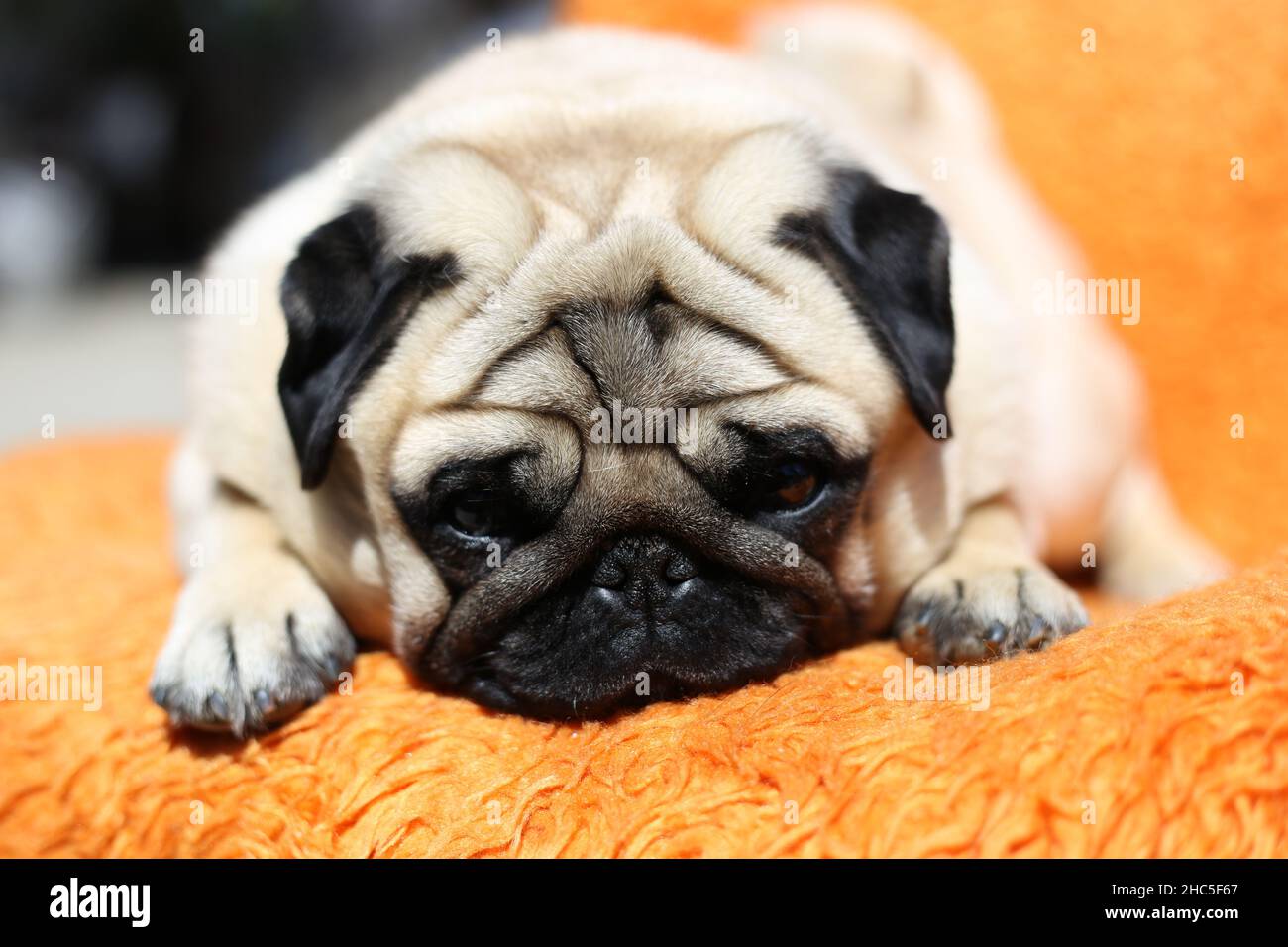 Nahaufnahme eines niedlichen Pugs, der auf einer orangefarbenen Decke liegt und sich entspannt Stockfoto