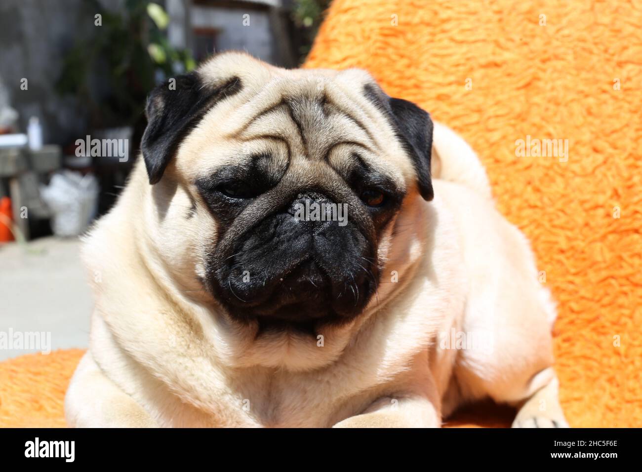 Nahaufnahme eines niedlichen Pugs, der auf einer orangefarbenen Decke liegt und sich entspannt Stockfoto