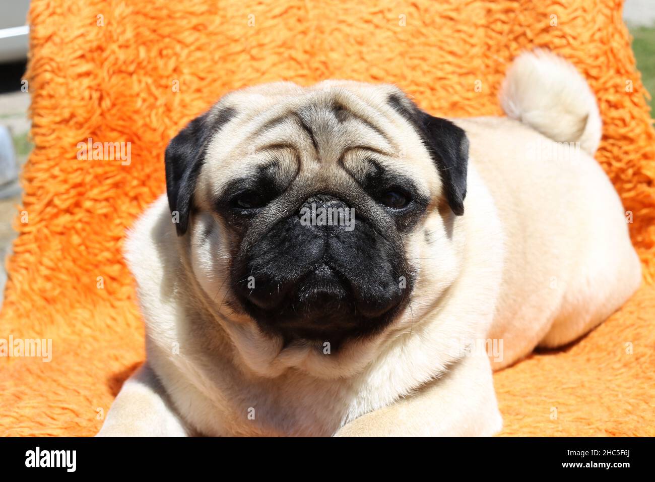 Nahaufnahme eines niedlichen Pugs, der auf einer orangefarbenen Decke liegt und sich entspannt Stockfoto